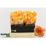 Roos 40cm Caraluna