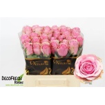 Roos 40cm Celeb