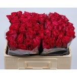 Roos 50cm Madam Cerise