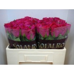 Roos 50cm Madam Cerise