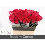 Roos 60cm Madam Cerise
