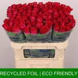 Roos 70cm Madam Cerise