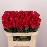 Roos 70cm Madam Cerise