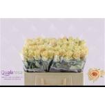 Roos 50cm Charmant