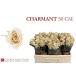 Roos 50cm Charmant