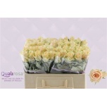 Roos 50cm Charmant
