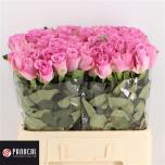 Roos 60cm Charlize (Panocal International)