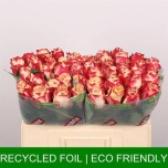 Roos 50cm Chapeau