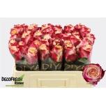 Roos 50cm Chapeau