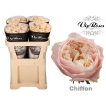 Roos 70cm Chiffon