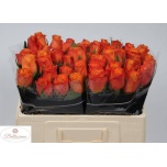 Roos 50cm Confidential