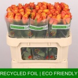 Roos 70cm Confidential