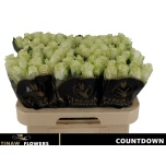 Roos 60cm Countdown