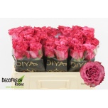 Roos 50cm Country Spirit Blues