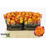 Roos 50cm Crimson Sky