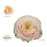 Roos 50cm Darlington