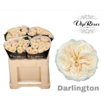 Roos 50cm Darlington