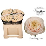 Roos 50cm Darlington