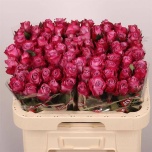 Roos 60cm Deep Purple