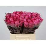 Roos 40cm Deep Purple