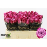 Roos 50cm Deep Purple