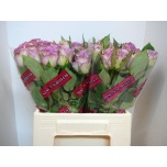 Roos 40cm Dolcetto