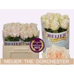 Roos 50cm Dorchester