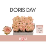 Roos 50cm Doris Day