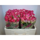 Roos 50cm Double Date