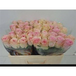 Roos 50cm Duchesse