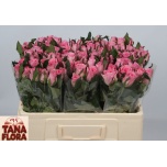 Roos 50cm Eliza