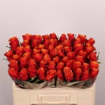 Roos 50cm Espana