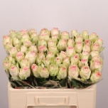 Roos 50cm Esperance