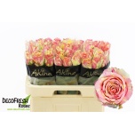 Roos 60cm Fiesta