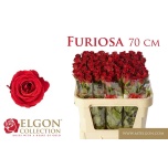 Roos 70cm Furiosa