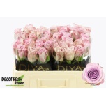 Roos 50cm Glamorous