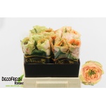 Roos 40cm Golden Lady