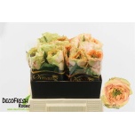 Roos 40cm Golden Lady