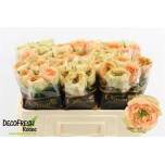 Roos 50cm Golden Lady