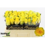 Roos 50cm Golden Smile