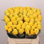 Roos 40cm Good Times