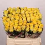 Roos 40cm Good Times