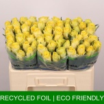 Roos 50cm Good Times