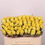 Roos 50cm Good Times