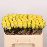 Roos 50cm Good Times