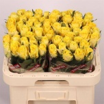 Roos 60cm Good Times