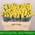 Roos 60cm Good Times