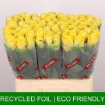 Roos 60cm Good Times