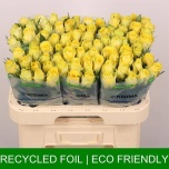Roos 60cm Good Times