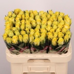 Roos 60cm Good Times